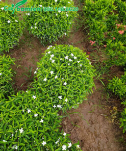 Vườn nhân giống và chăm Mai Vạn Phúc công trình