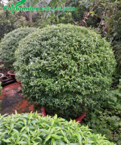 Cây trồng lâu năm, tán lớn gần 1m