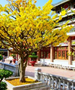 Cây mai vàng nở hoa