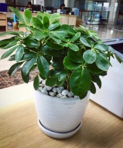 Cây ngũ gia bì mini