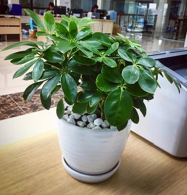 Cây ngũ gia bì mini