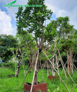 Cây sứ đại công trình đường kính gốc khoảng 12 - 15cm