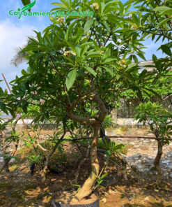 Cây hoa sứ đại vàng đường kính gốc gần 10cm