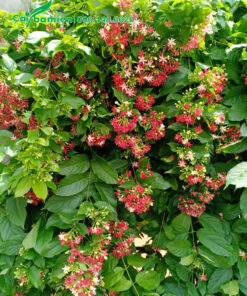 Cây Sử Quân Tử hoa đỏ, trồng leo hàng rào