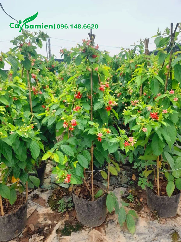 Chọn chậu cây hoa Sử Quân Tử cao gần 1m, sẵn hoa đẹp