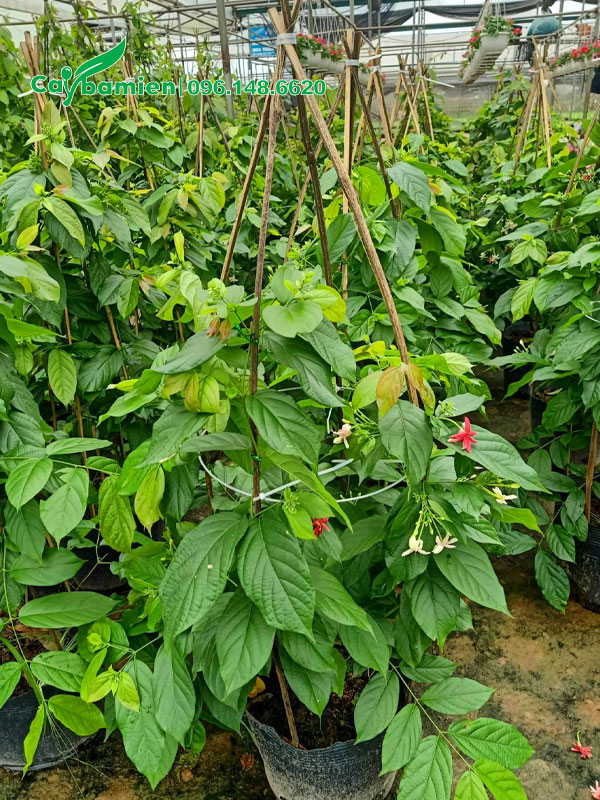 Chiều cao khoảng 50cm, thân leo tròn theo giàn