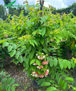 Vườn cây sử quân tử trưởng thành cao 60 - 70cm