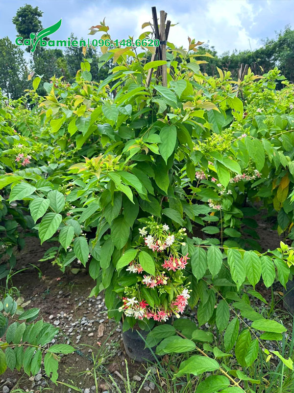 Vườn cây sử quân tử trưởng thành cao 60 - 70cm