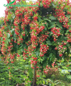 Cây Sử Quân Tử một thân, trồng sẵn trong chậu cảnh