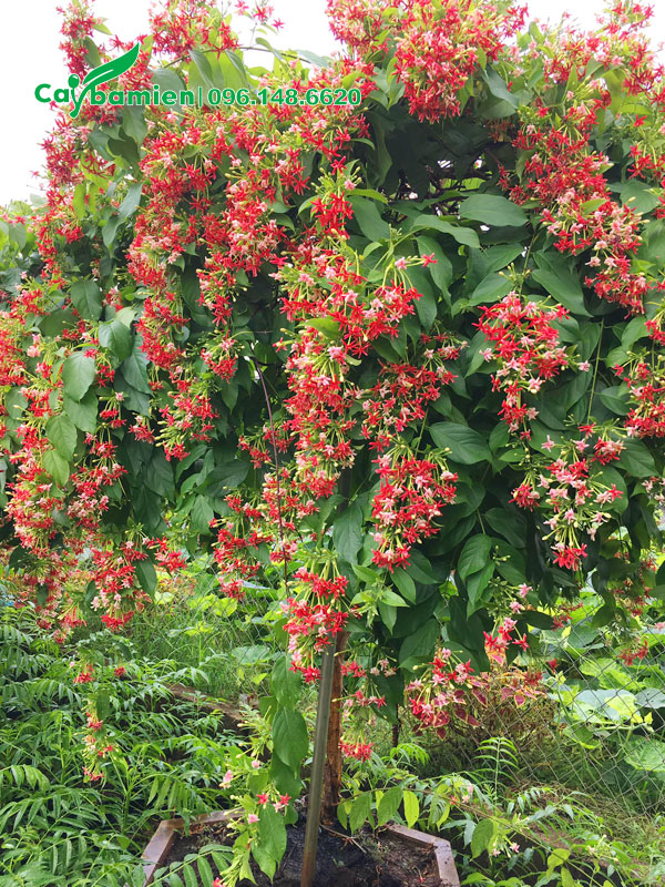 Cây Sử Quân Tử một thân, trồng sẵn trong chậu cảnh