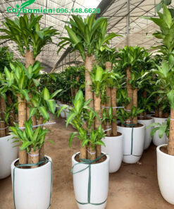 Những chậu Thiết Mộc Lan 5 thân đẹp, tán lá mới ra, dài khoảng 30cm