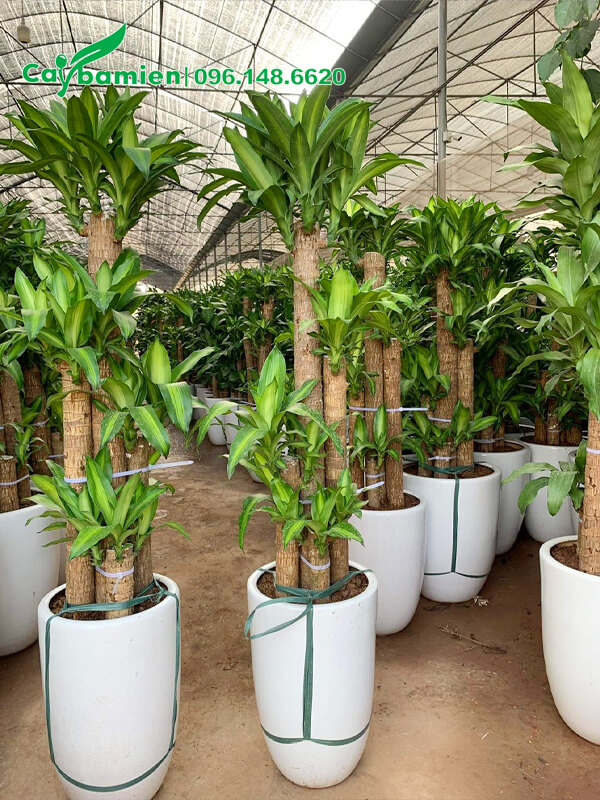 Những chậu Thiết Mộc Lan 5 thân đẹp, tán lá mới ra, dài khoảng 30cm