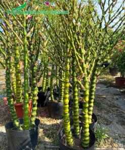 Trúc Quan Âm dưỡng ủ trong bầu