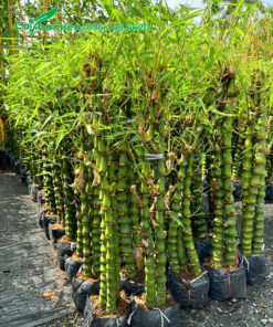 Vườn dưỡng ủ cây Trúc Quan Âm số lượng lớn