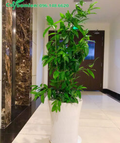 Chậu Cây Trúc Nhật cảnh trang trí hành lang chung cư