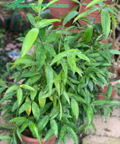 Trúc Nhật trang trí nội thất cao 60cm