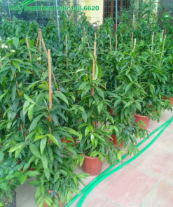 Vườn Trúc Nhật trồng chậu cao 1m