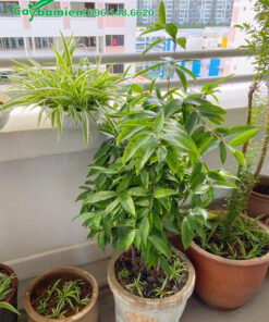 Chậu Trúc Nhật trồng trên sân thượng