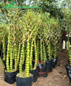 Hàng chục chậu cây Trúc Quan Âm nguyên thân đẹp