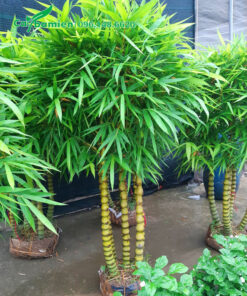 Cây Trúc Quan Âm cảnh có thán lá tròn đẹp