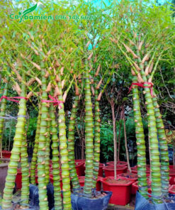 Trúc Quan Âm dáng đẹp, mỗi chậu 3 - 5 thân