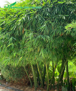 Cây Trúc Quan Âm lâu năm cao hơn 2m