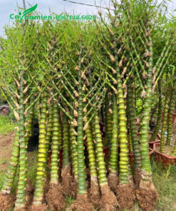Trúc Quan Âm 1 thân bứng thẳng tại vườn