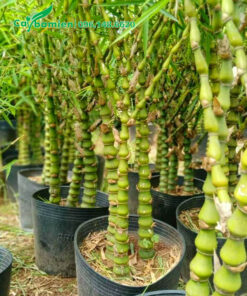 Những bầu cây Trúc Quan Âm nhỏ để làm cảnh