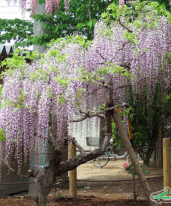 Cây lâu năm có dáng đẹp, được chống cọc cẩn thận