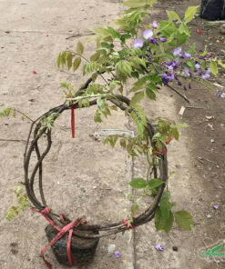 Cây đằng la được trồng bằng phương pháp giâm cành