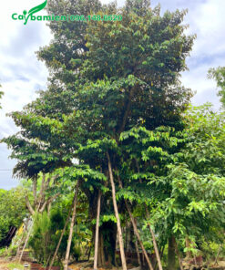 Cây Vú Sữa cổ thụ, chiều cao khoảng 5m