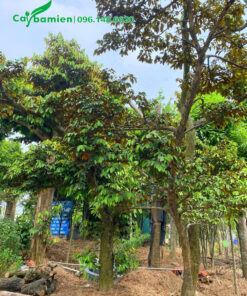 Dáng cây vú sữa duyên dáng