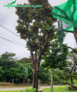 Hình ảnh cây vú sữa công trình đẹp, chiều cao 7m