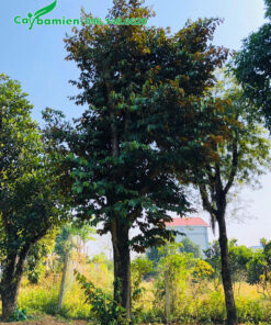 Vườn dâm ủ số lượng lớn cây vú sữa lâu năm