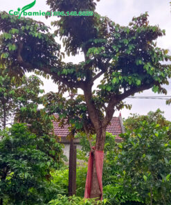 Trồng vú sữa trước sân vườn nhà