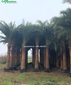 Chà là Trung Đông dâm ủ kích thước lớn