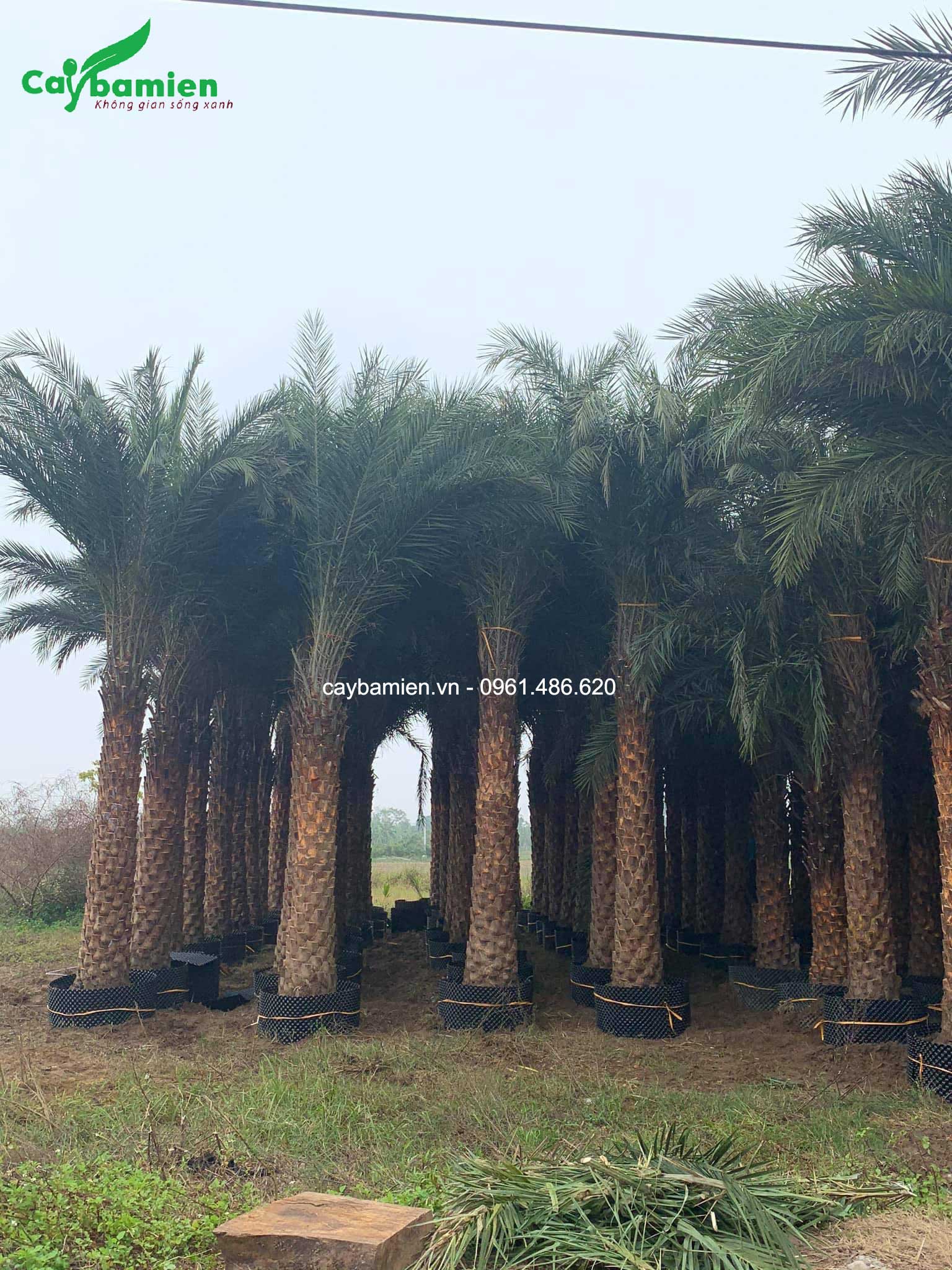 Chà là Trung Đông dâm ủ kích thước lớn