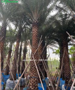 Chà là dâm ủ thành hàng chắc chắn