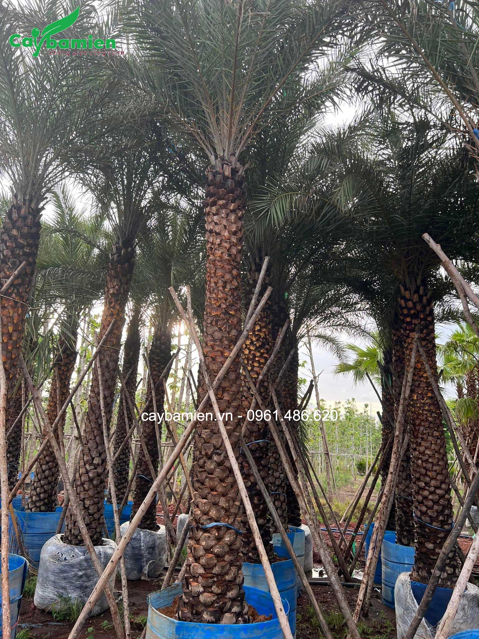 Chà là dâm ủ thành hàng chắc chắn