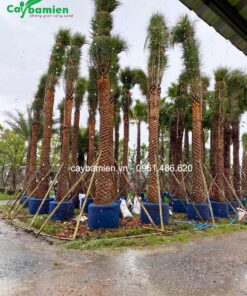 Vườn cau nga mi cực khủng