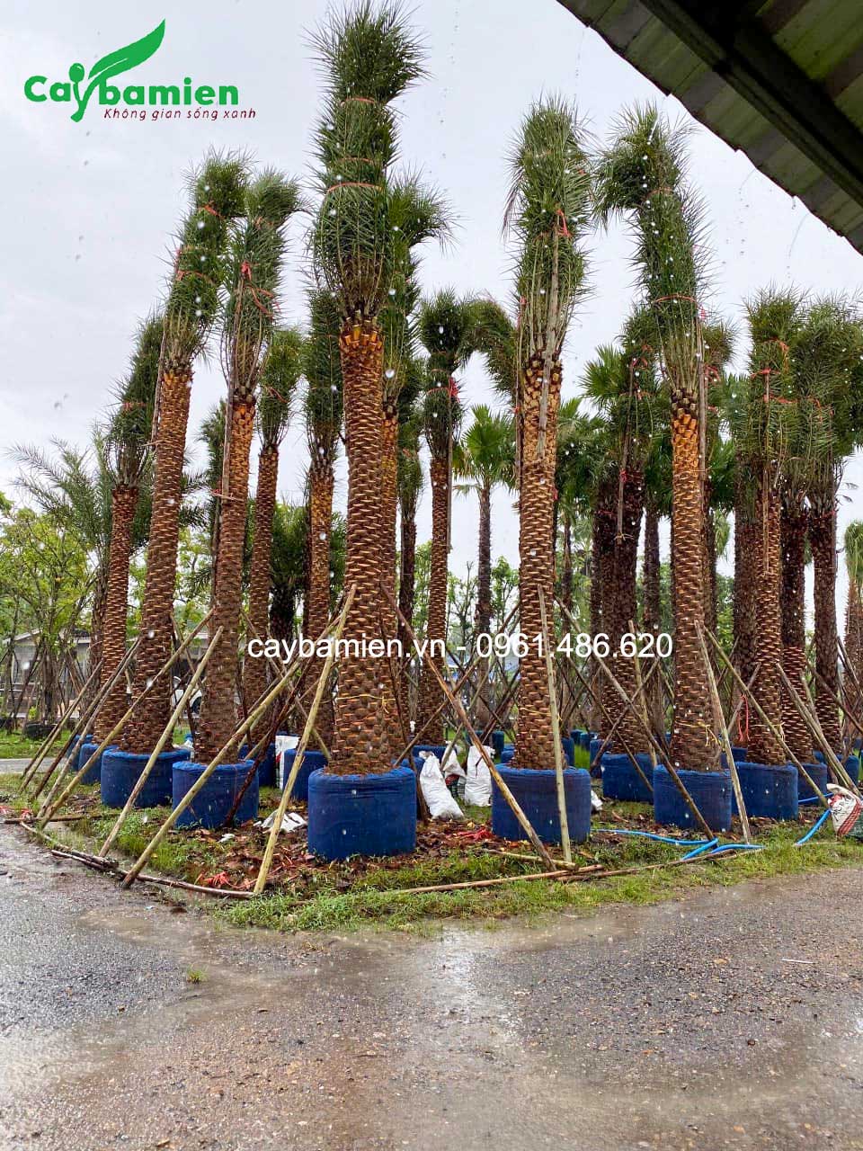 Vườn cau nga mi cực khủng