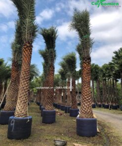 Cây chà là ảnh đại diện