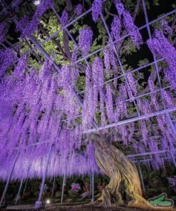 Cây tử đằng hoa tím có tuổi thọ gần 100 năm