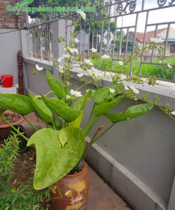 Bách Thủy Tiên trồng trong bình sứ đẹp đặt trước nhà