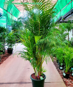 Vườn trồng và chăm sóc cây cau vàng trưởng thành