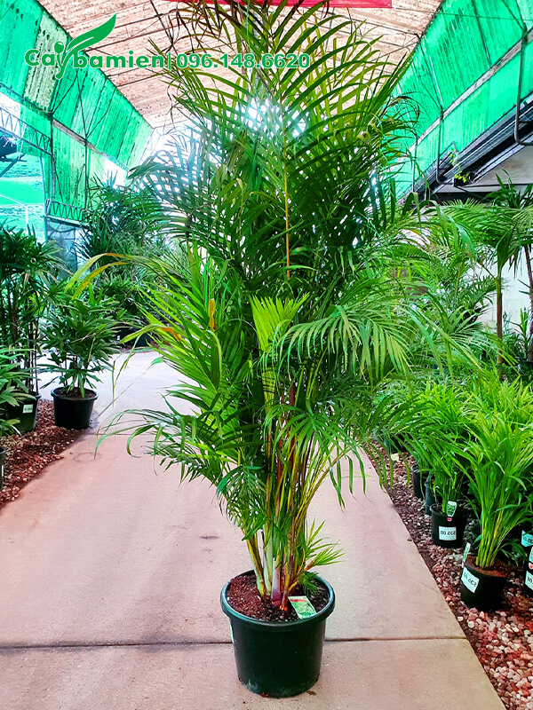 Vườn trồng và chăm sóc cây cau vàng trưởng thành