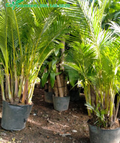 Bụi cau vàng 30cm, còn nguyên bầu