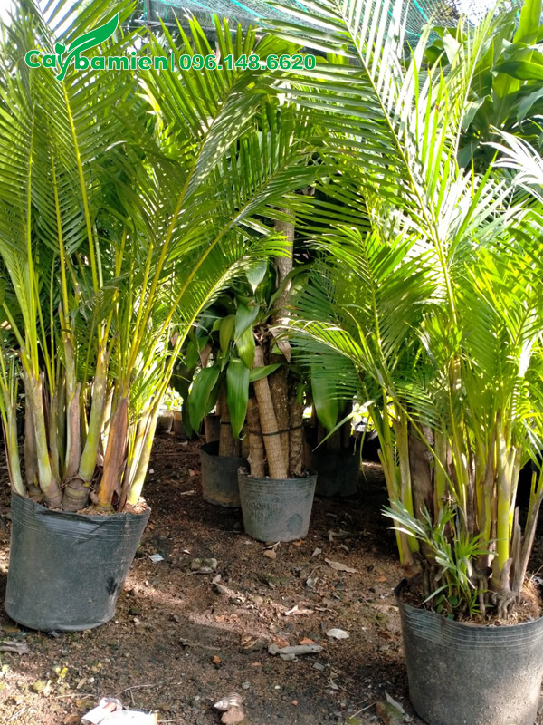 Bụi cau vàng 30cm, còn nguyên bầu