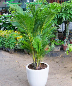 Mua cây Cau Bàng trồng chậu giá rẻ