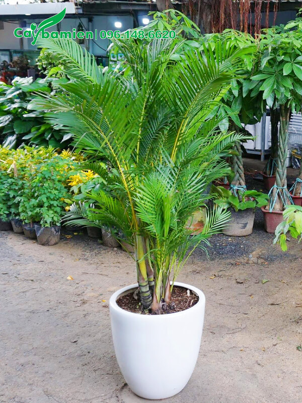 Mua cây Cau Bàng trồng chậu giá rẻ